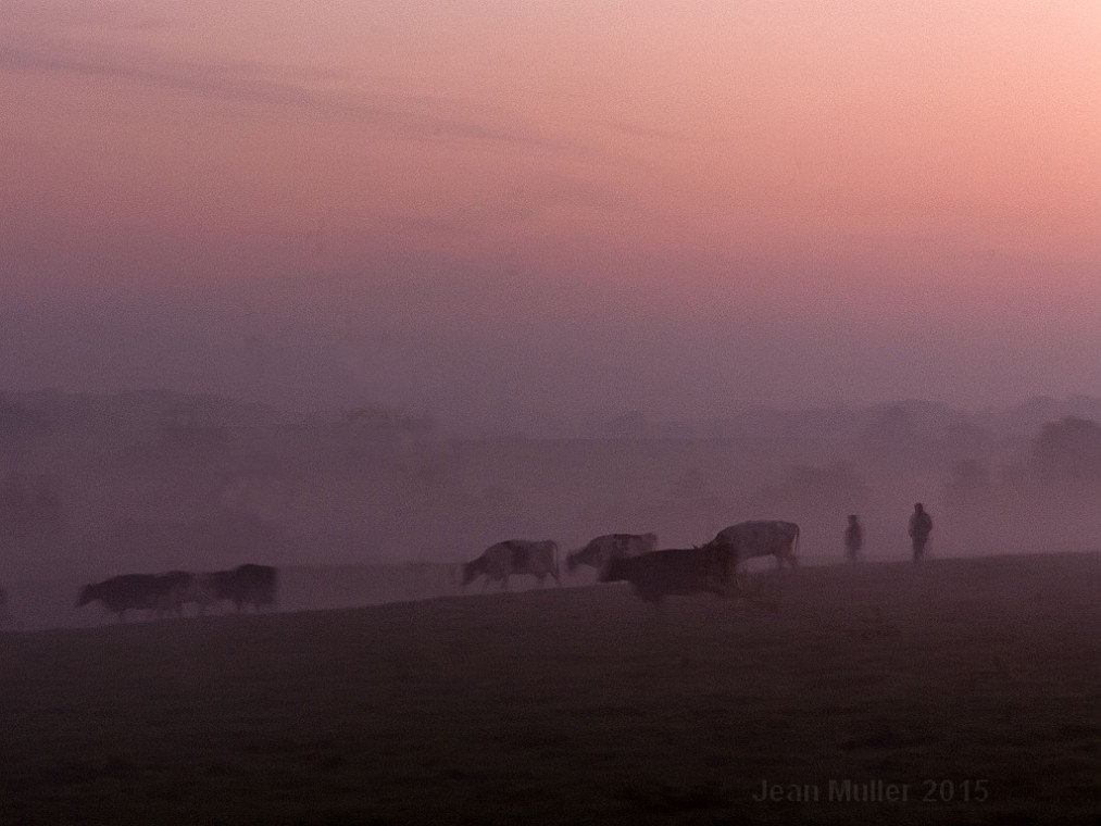 Leading the herd of cows